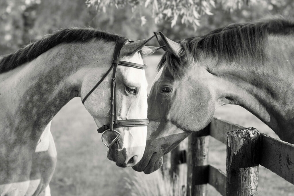 neighbourhood horses